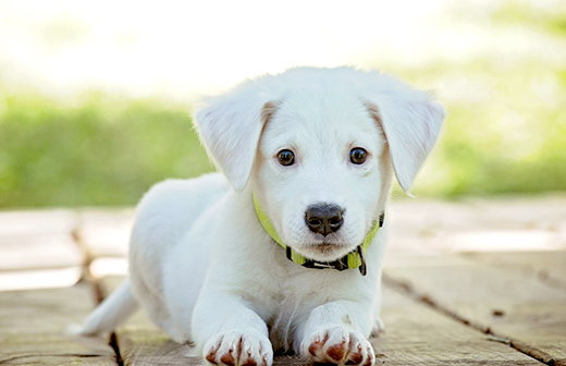 Comment bien choisir son chien ? 